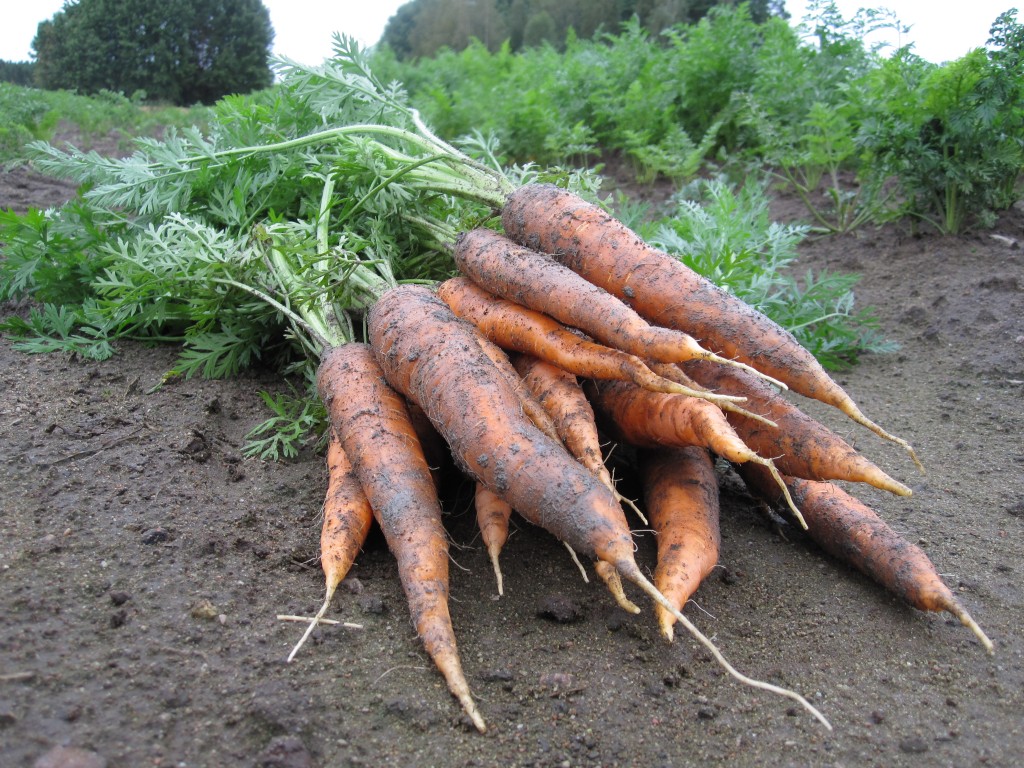 porkkananippu (1)