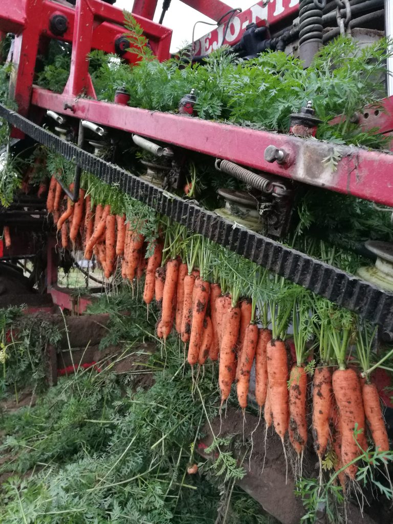 ellin-porkkanat