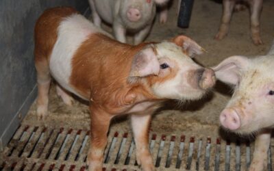 The welfare of pigs – the future of intelligent pig farming