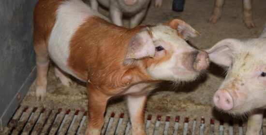 The welfare of pigs – the future of intelligent pig farming