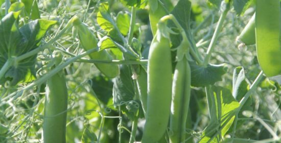 Biotalouden tehostaminen Pyhäjärviseudulla
