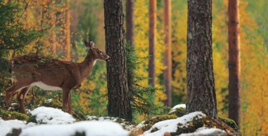 Laatua lahtivajoihin Satakunnassa