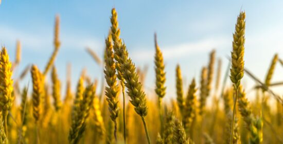 Soil health – BioEväät & PeltoAI