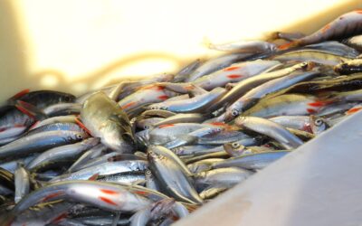 Ilmastonmuutoksen vaikutus järvikalojen ravintoarvoon ja kannanvaihteluihin – esimerkkinä Säkylän Pyhäjärven särjet, muikut ja kuoreet (Muuttuva kalasto)
