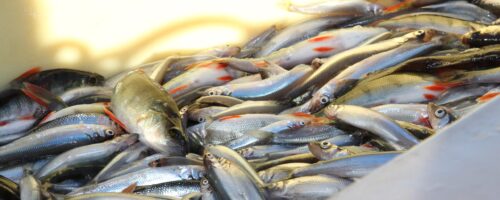 Ilmastonmuutoksen vaikutus järvikalojen ravintoarvoon ja kannanvaihteluihin – esimerkkinä Säkylän Pyhäjärven särjet, muikut ja kuoreet (Muuttuva kalasto)