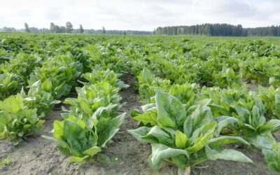 Intelligent Irrigation Methods in Agriculture