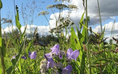 Improving the use of ecosystem services provided by biodiversity on Satakunta farms