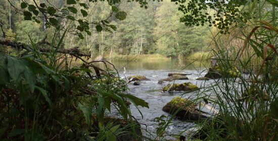The upper catchment of the River Karvianjoki – restoration project