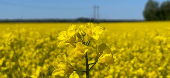 Viljely muuttuvassa ilmastossa -webinaarisarja: Erikoiskasvit ja realistiset vaihtoehdot