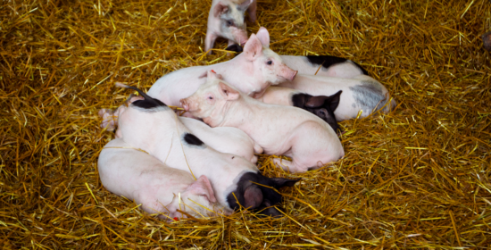 Älykäs, kannattava ja vastuullinen sian arvoketju