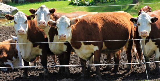 Maatilojen ilmasto-, vesistö- ja biodiversiteettivaikutukset sekä vähennyskeinot Satakunnassa