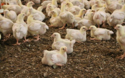 Business and management expertise in broiler farms