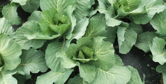 Työkaluja uudistuvaan typen hyödyntämiseen avomaan puutarhatuotannossa