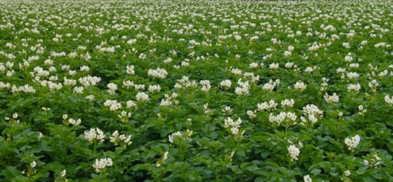 Viljely muuttuvassa ilmastossa -webinaarisarja: Monimuotoisuus varautumisen tukena