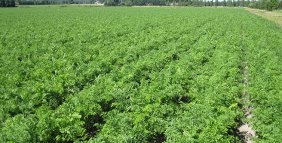 New plant protection methods in crop production
