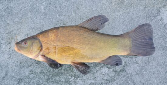 Renewed business opportunities from underutilized lake fish (VAJAKALA)