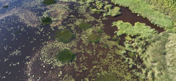 Vesikasvit tutuksi Lutanjärven rannalla