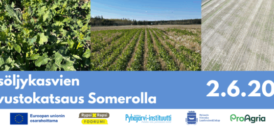 Syysöljykasvien kasvustokatsaus Somerolla