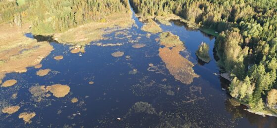 Vesikasvit tutuksi Turajärven rannalla