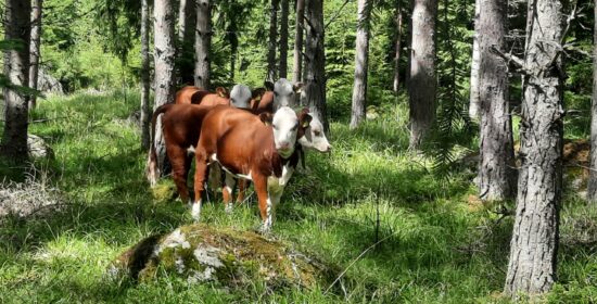 Selvitys sertifioidun luonnonlaidunlihan tuottamisen ja myynnin edistämisestä Suomessa