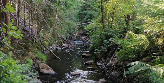Restoring the diversity of small streams in the Pyhäjärvi region (Pyhäpuro)