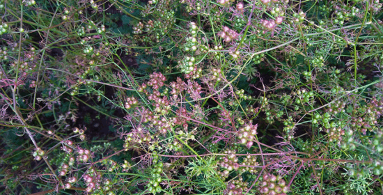 Kumina ja kaverit – kuminan, korianterin ja öljyhampun viljelymäärän ja laadun nostaminen