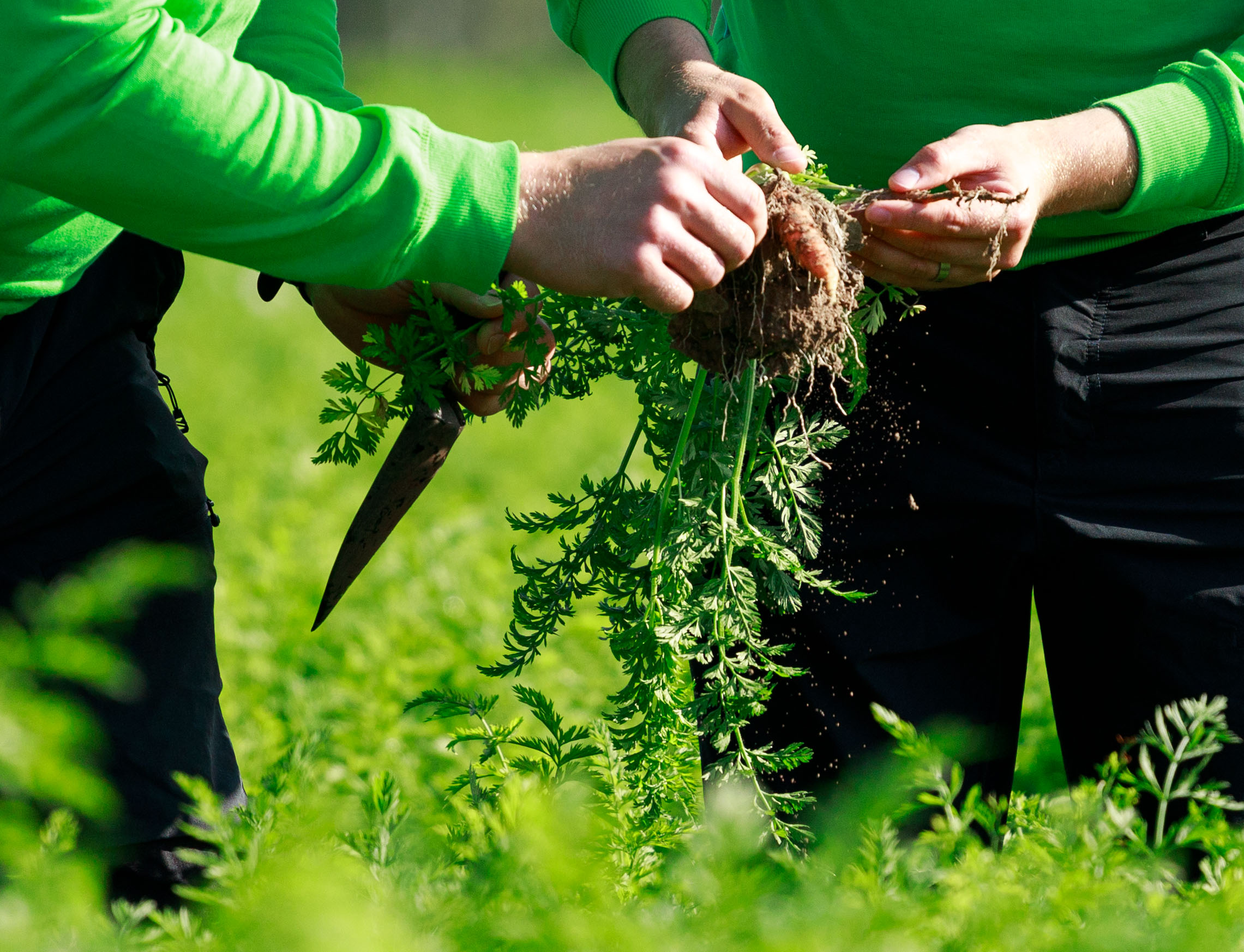 porkkanan juuria tutkimassa