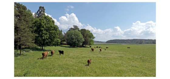 Laidunnusosaamisella lisäarvoa emolehmätiloille -hankkeen kick off Savonlinnassa