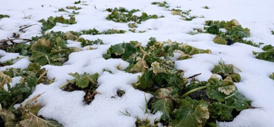 Rypsin ja rapsin viljelyn ABC: Syysrypsi ja -rapsi