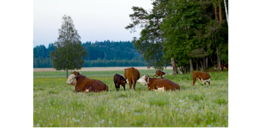 Laidunnusosaamisella lisäarvoa emolehmätiloille -hankkeen kick off Huittisissa