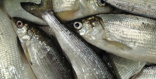 Long-term decline of whitefish (Coregonus lavaretus) population in the boreal lake Pyhäjärvi, southwest Finland, relative to simultaneous abiotic and biotic changes