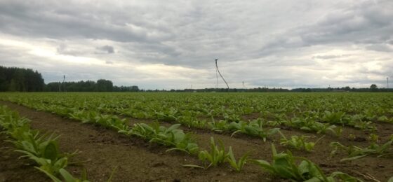 Viljely muuttuvassa ilmastossa -webinaarisarja: Pellon vesitalouden hallinta muuttuvassa ilmastossa