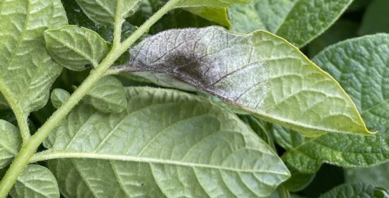 Proactive management of potato blight on farms
