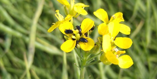 Mapping and management of pest risks in oilseed and legume production