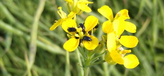 Uusi hanke edistää öljy- ja palkokasvien kasvintuhoojien hallintaa