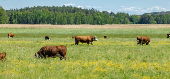 Koulutushanke kehittää emolehmätilojen laidunnusosaamista