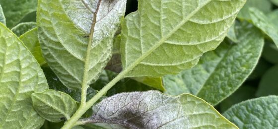 Perunaruton nykytilaa ja torjunta-aineiden tehokkuutta Suomessa selvitetään kasvukausina 2026 ja 2027