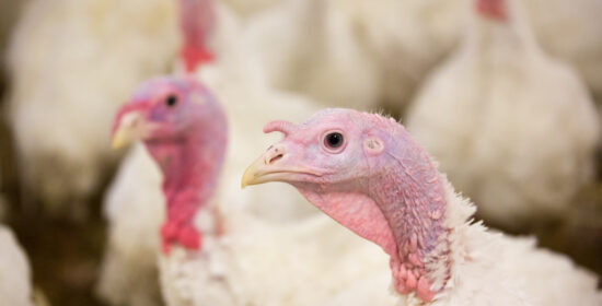 Climate-optimized poultry feeding and production methods (ILOsiipi)